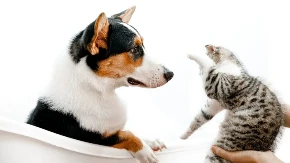 Nova mjera u Belgiji: Propusnica za ljubimce spašava životinje 