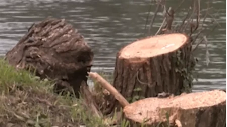 Dok gradonačelnik traži krivce za sječu vrba, Centar za životnu sredinu alarmira zbog ekološkog sunovrata