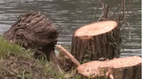 Dok gradonačelnik traži krivce za sječu vrba, Centar za životnu sredinu alarmira zbog ekološkog sunovrata