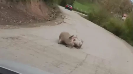 Oprasila se krmača na putu Foča - Šćepan Polje: "Redovna situacija" (FOTO)