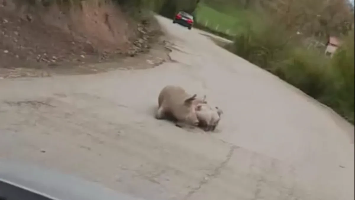 Oprasila se krmača na putu Foča - Šćepan Polje: "Stanje redovno" (FOTO)