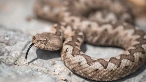 Upozorenje za građane: Povećan broj zmija u ovom dijelu BiH (VIDEO)