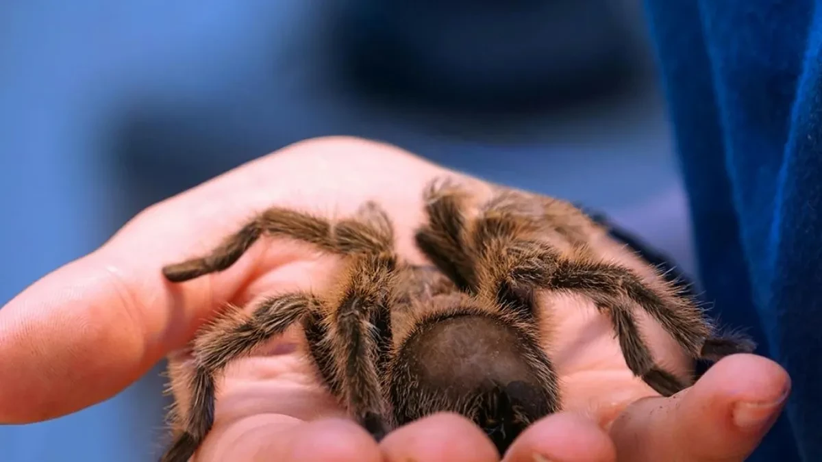 Nesvakidašnji slučaj u Njemačkoj: Žena zaboravila 20 tarantula u vozu