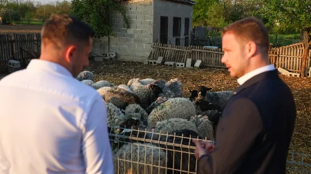 Stanivuković obradovao porodicu iz Pelagićeva: Donirao 12 ovaca za opstanak na selu (FOTO)