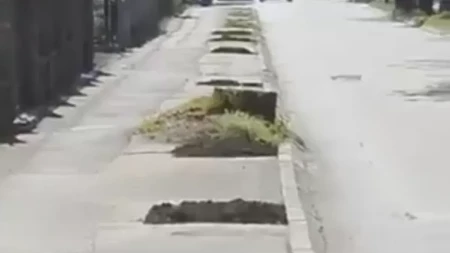 U Banjaluci uklonjen je još jedan drvored (FOTO/VIDEO)