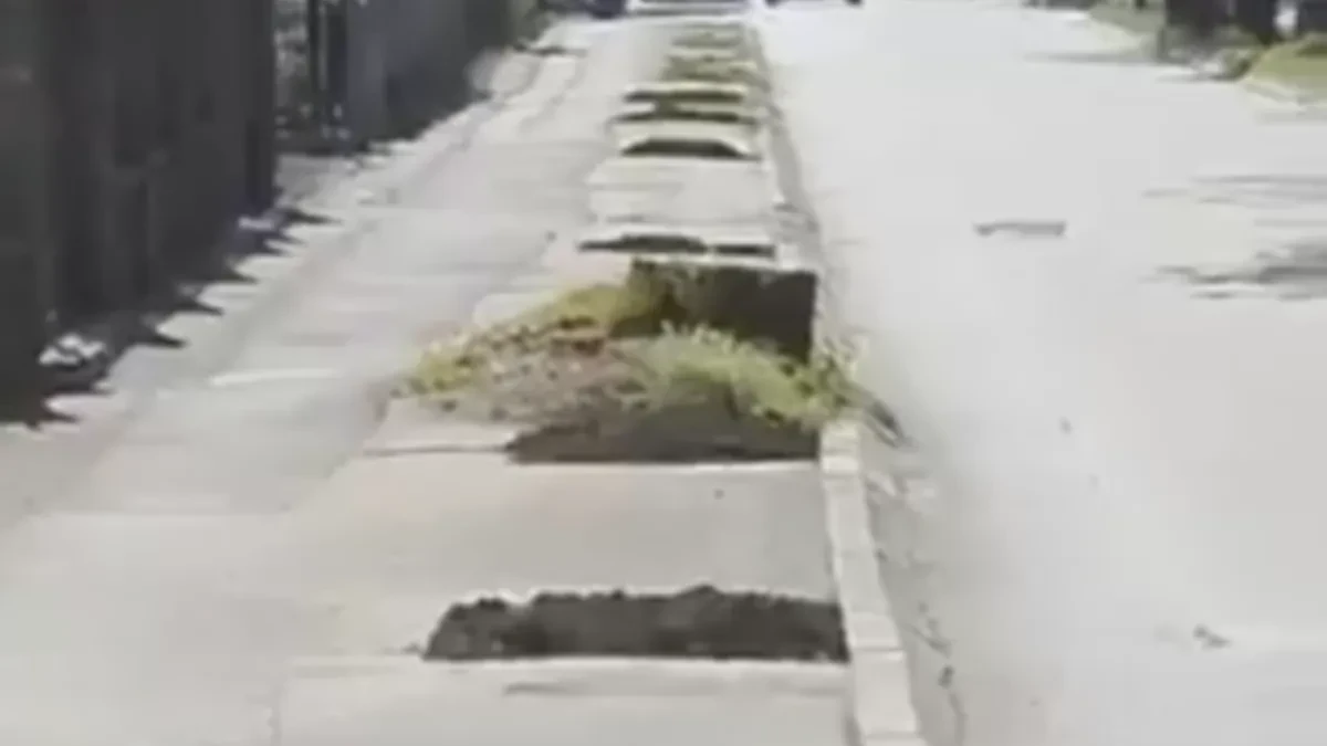 U Banjaluci uklonjen je još jedan drvored (FOTO/VIDEO)