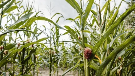 Slovenija ispisala istoriju: Prva robotska sjetva kukuruza u regionu