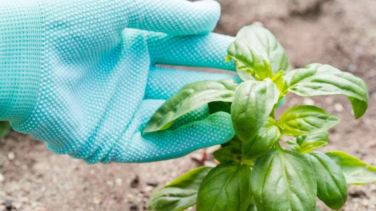 Koristi se od davnina: Ovu biljku svaka žena treba da nabavi u aprilu