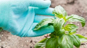 Koristi se od davnina: Ovu biljku svaka žena treba da nabavi u aprilu