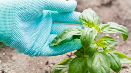 Koristi se od davnina: Ovu biljku svaka žena treba da nabavi u aprilu