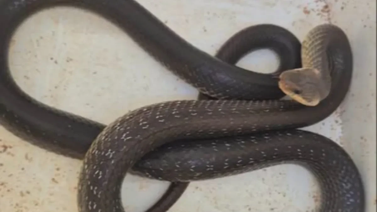 Žena pronašla zmiju u garaži: Stručnjaci objasnili šta nikako ne smijete raditi u tom trenutku