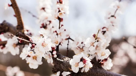 Japan u cvatu: Hanami pretvara zemlju u more ružičastih latica (VIDEO)