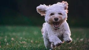Novi zakon u Brazilu: Ko dobija starateljstvo nad kućnim ljubimcima poslije razvoda?