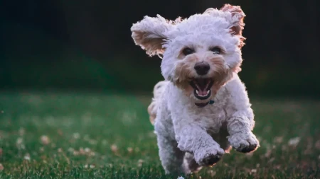 Novi zakon u Brazilu: Ko dobija starateljstvo nad kućnim ljubimcima poslije razvoda?