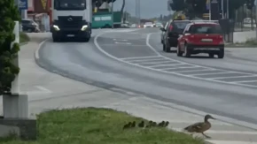 Dirljiv prizor u Mostaru: Vozač kamiona zaustavio saobraćaj zbog pačića