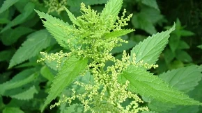 Do Đurđevdana obavezno unesite ovu biljku u kuću: Tjera baksuz i privlači novac