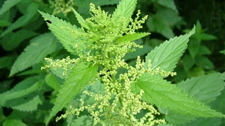 Do Đurđevdana obavezno unesite ovu biljku u kuću: Tjera baksuz i privlači novac