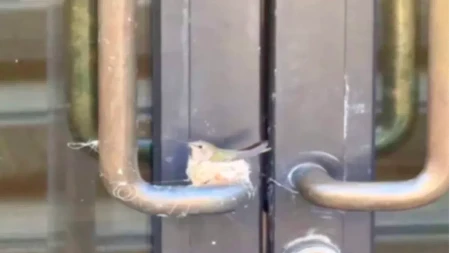 O ovome priča cijeli svijet: Luksuzni hotel sa pet zvjezdica zatvorio ulaz zbog malog gnijezda kolibrija