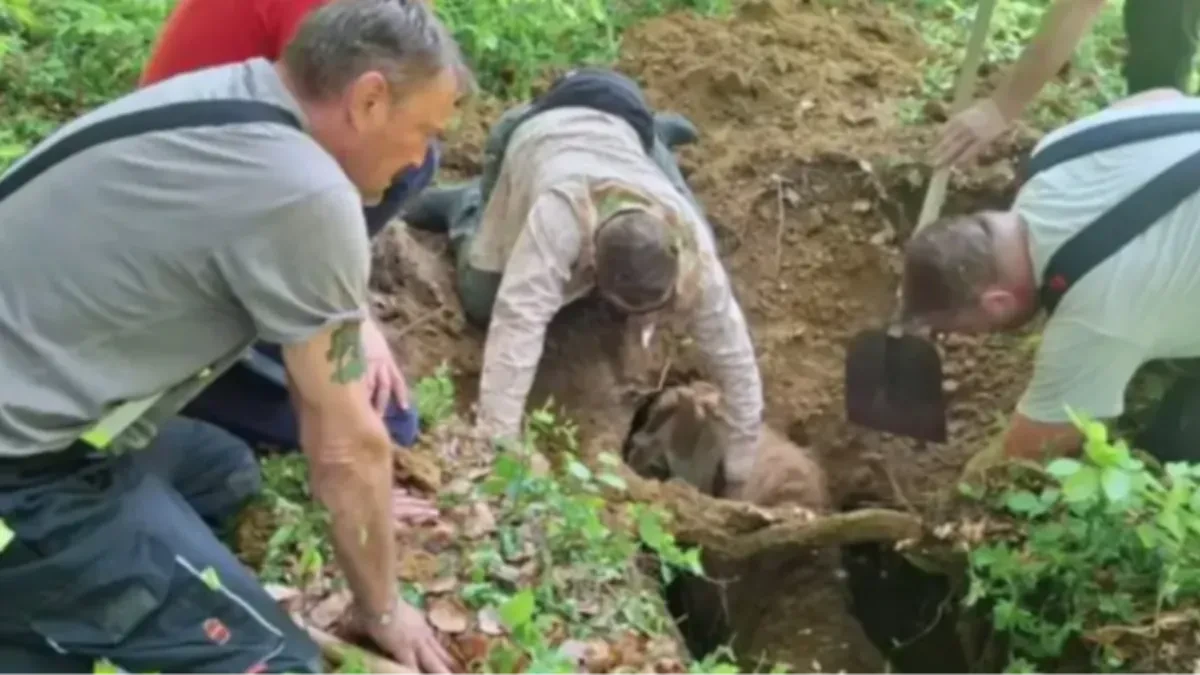 Nesvakidašnja akcija spasavanja kod Zagreba: Kobila izvučena iz jame duboke tri metra