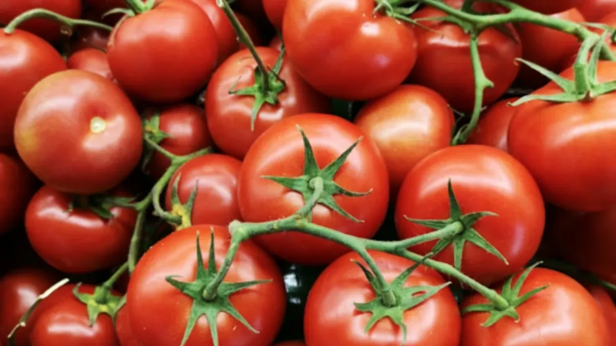 Baštovani tvrde da na ova mjesta nikako ne treba saditi paradajz