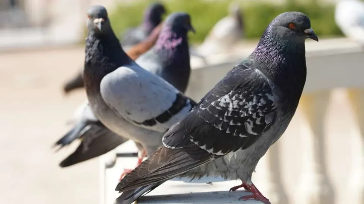 Bez štete i hemije: Jednostavni trikovi koji drže golubove podalje od terase