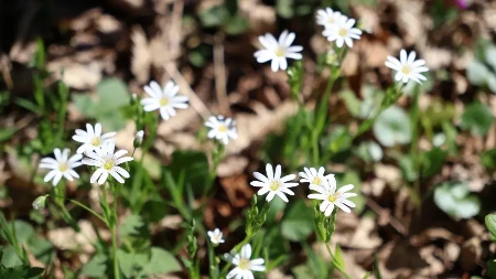 Sutra sunčano i toplije, ali vjetrovito