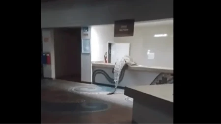 Krokodil ušetao u hotel tragajući za hranom (VIDEO)