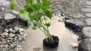 Posadili grah u rupu na putu: Kad neće niko da zakrpi, mi ćemo saditi