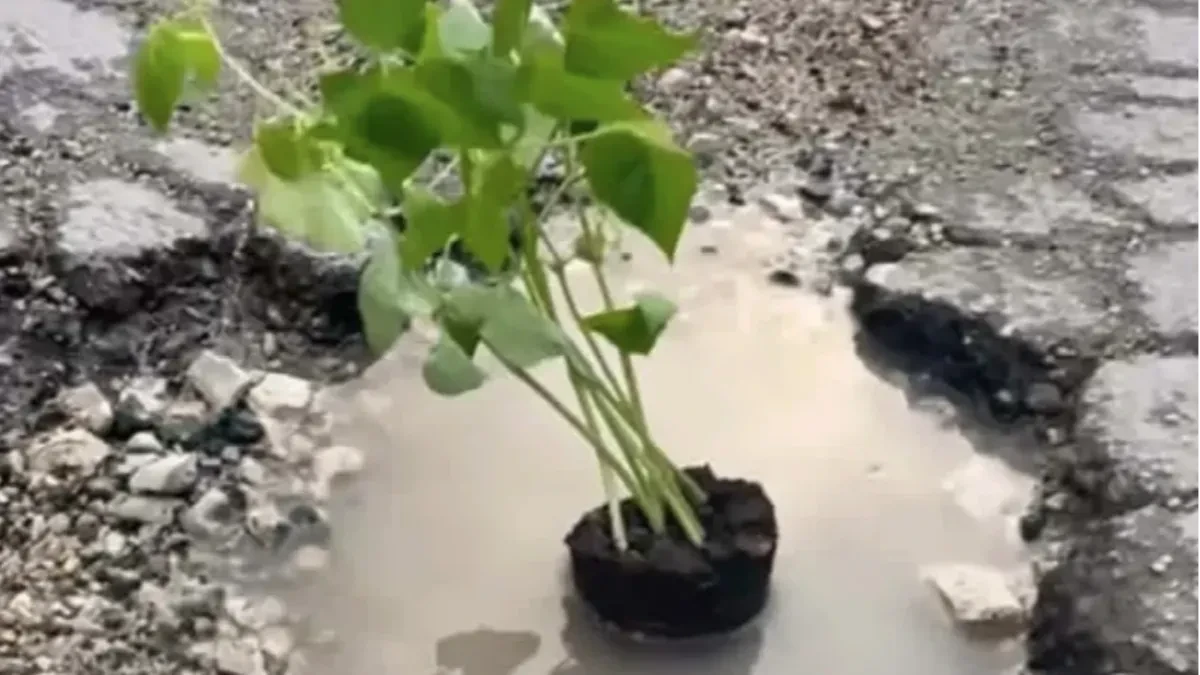 Posadili grah u rupu na putu: Kad neće niko da zakrpi, mi ćemo saditi