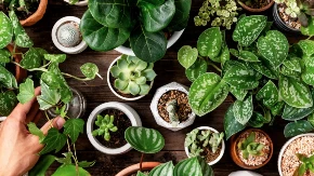 Palenta čini čudo za biljke: Jeftin trik koji daje nevjerovatne rezultate