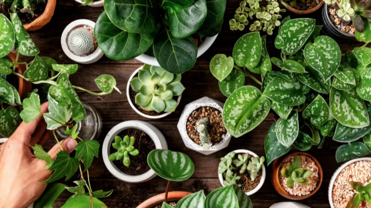 Palenta čini čudo za biljke: Jeftin trik koji daje nevjerovatne rezultate