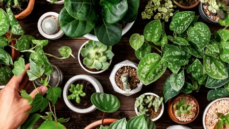 Palenta čini čudo za biljke: Jeftin trik koji daje nevjerovatne rezultate