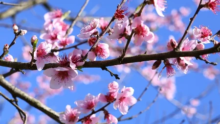 Za vikend sunčano i toplo, u subotu do 26 stepeni Celzijusovih