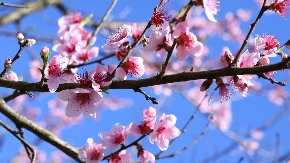 Za vikend sunčano i toplo, u subotu do 26 stepeni Celzijusovih