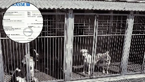 Životinje "razvlače" od Manjače do Dervente: Kako je 300.000 KM javnog novca "isparilo" kroz fantomsko udruženje Mile Šarić