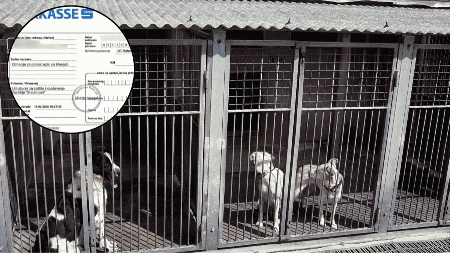 Životinje "razvlače" od Manjače do Dervente: Kako je 300.000 KM javnog novca "isparilo" kroz fantomsko udruženje Mile Šarić