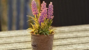 Uz pomoć ovih pet biljaka kuća će vam mirisati kao raj