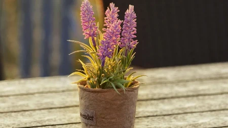 Uz pomoć ovih pet biljaka kuća će vam mirisati kao raj