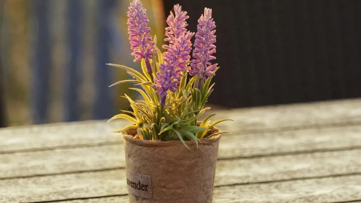 Uz pomoć ovih pet biljaka kuća će vam mirisati kao raj