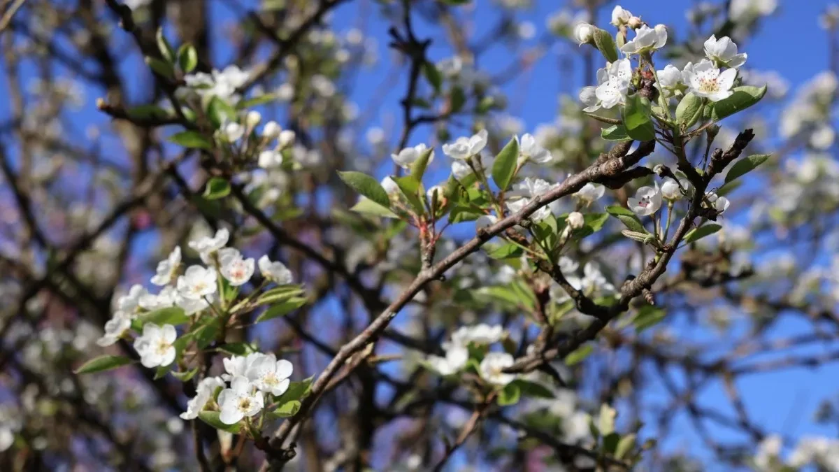 Danas sunčano, temperatura do 27 stepeni Celzijusovih
