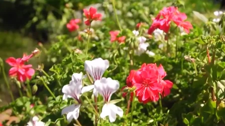 Muškatle će biti duplo raskošnije: Uradite ovo prije nego što ih iznesete na sunce
