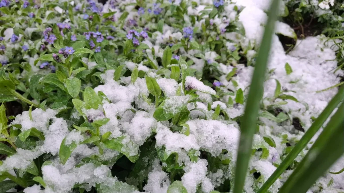 Meteorološki šok: Nakon vrelog vikenda vraća se snijeg