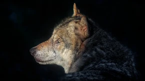 Černobiljski vukovi: Genetska otpornost na kancer u "radioaktivnom raju"