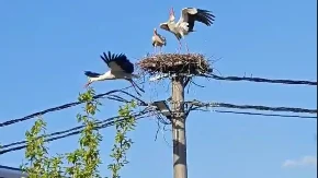Borba za gnijezdo na banderi: Rode u žestokom okršaju (VIDEO)