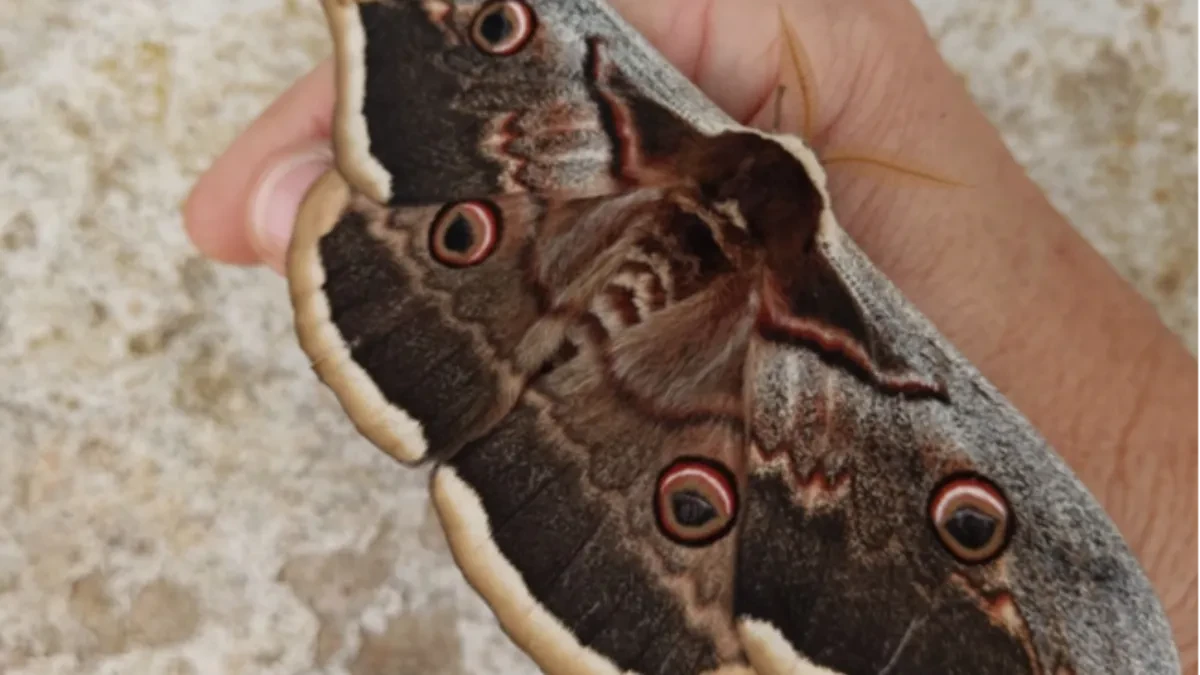 Gigantski leptir ponovo viđen u regionu: Veliko noćno paunče oduševilo mještane i turiste (FOTO)