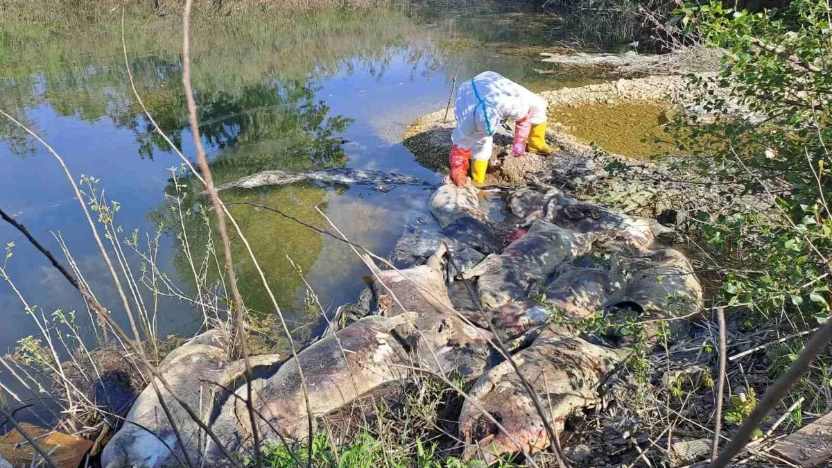 Reagovalo resorno Ministarstvo:  Traži se hitno pronalaženje krivaca i kazne koje će "opametiti" građane