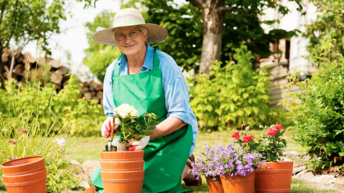 Prirodna infuzija od lovorovog lista: Jednostavan recept za bujnije cvijeće i povrće