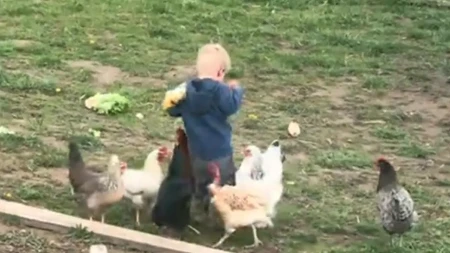 Viralni snimak mališana i kokoški: Prizor koji je podijelio internet – od smijeha do kritika roditeljima