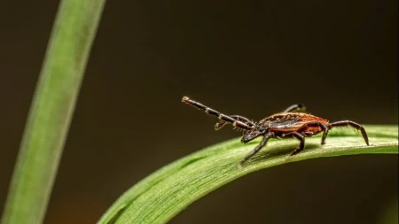 Ljekar otkrio: Evo kako se pravilno vadi krpelj