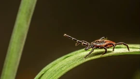 Ljekar otkrio: Evo kako se pravilno vadi krpelj
